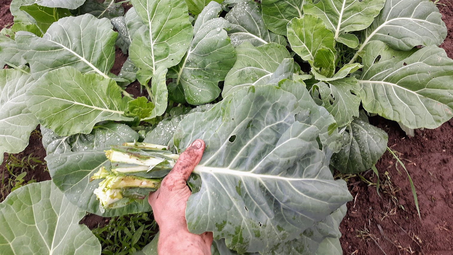 Green Glaze Collards