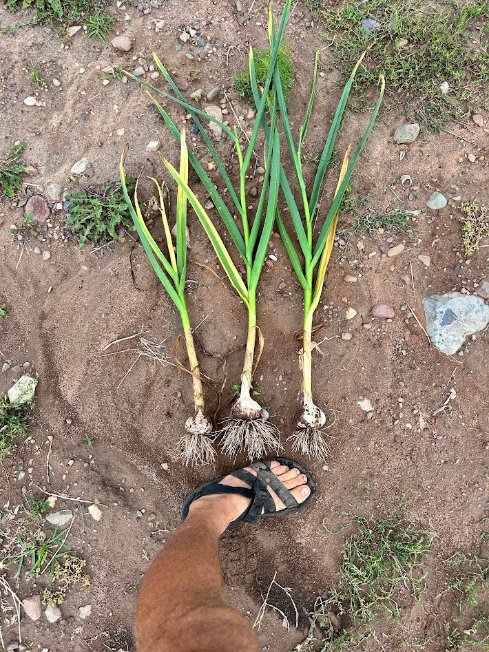 Seed Garlic  Cultivating the Commons