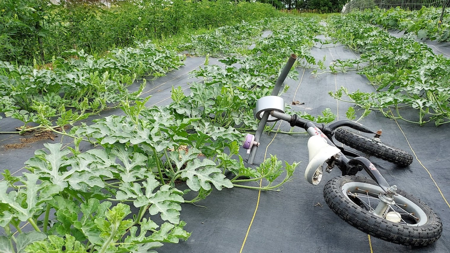 Cucumbers & Melons Cultivating the Commons