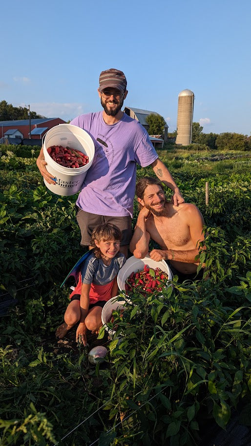 Hot Pepper- Black Hungarian OG