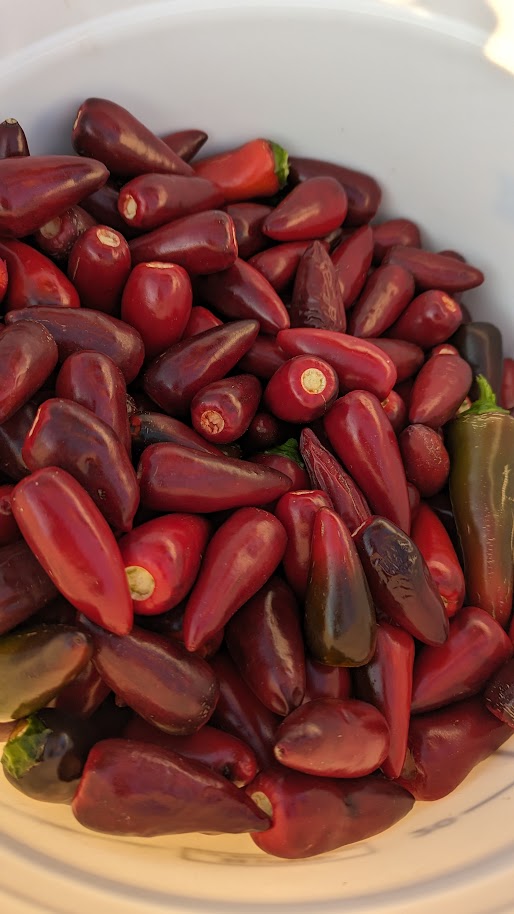 Hot Pepper- Black Hungarian OG