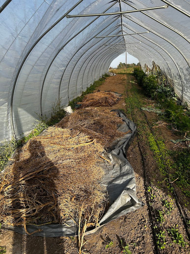 Broccoli- Sprouting Broccoli Grex ‘24! OG