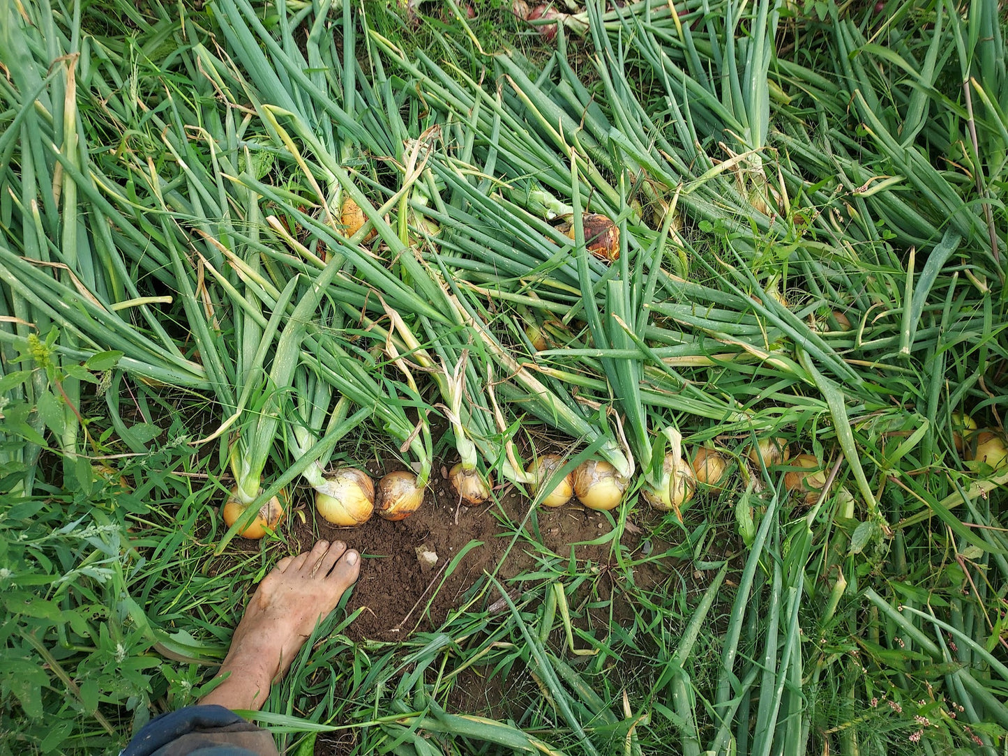 Onion- Clear Dawn OG