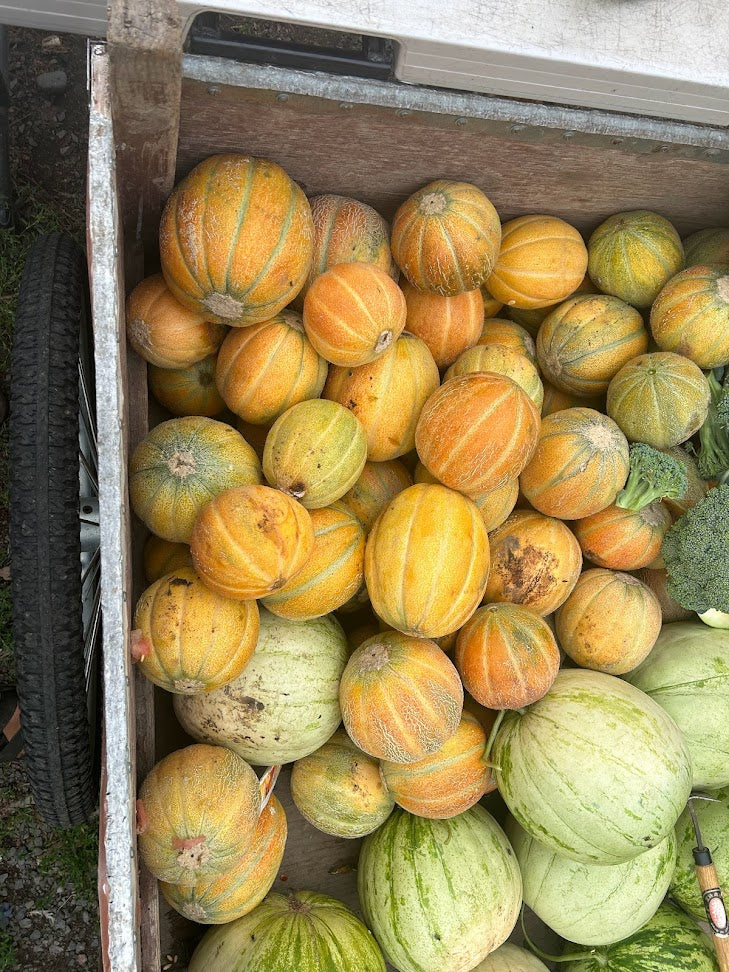 Melon, Emerald Gem OG