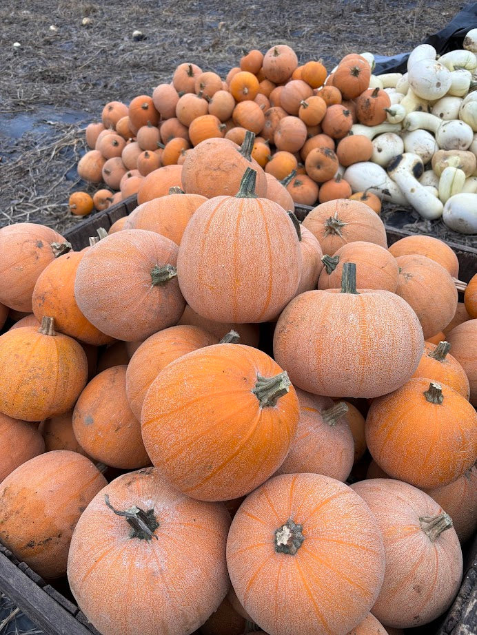 Pumpkin- Winter Luxury