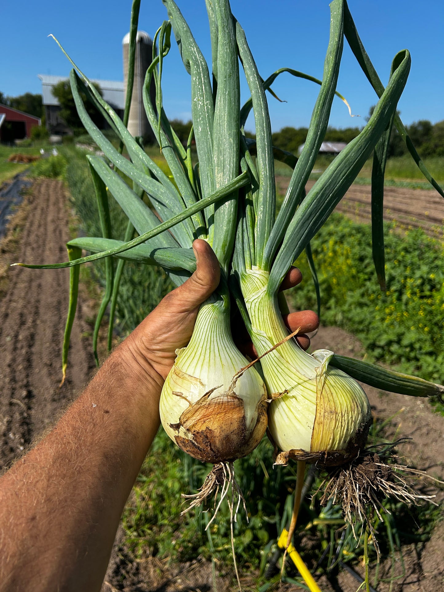 Onion, Spanish; Ailsa Craig