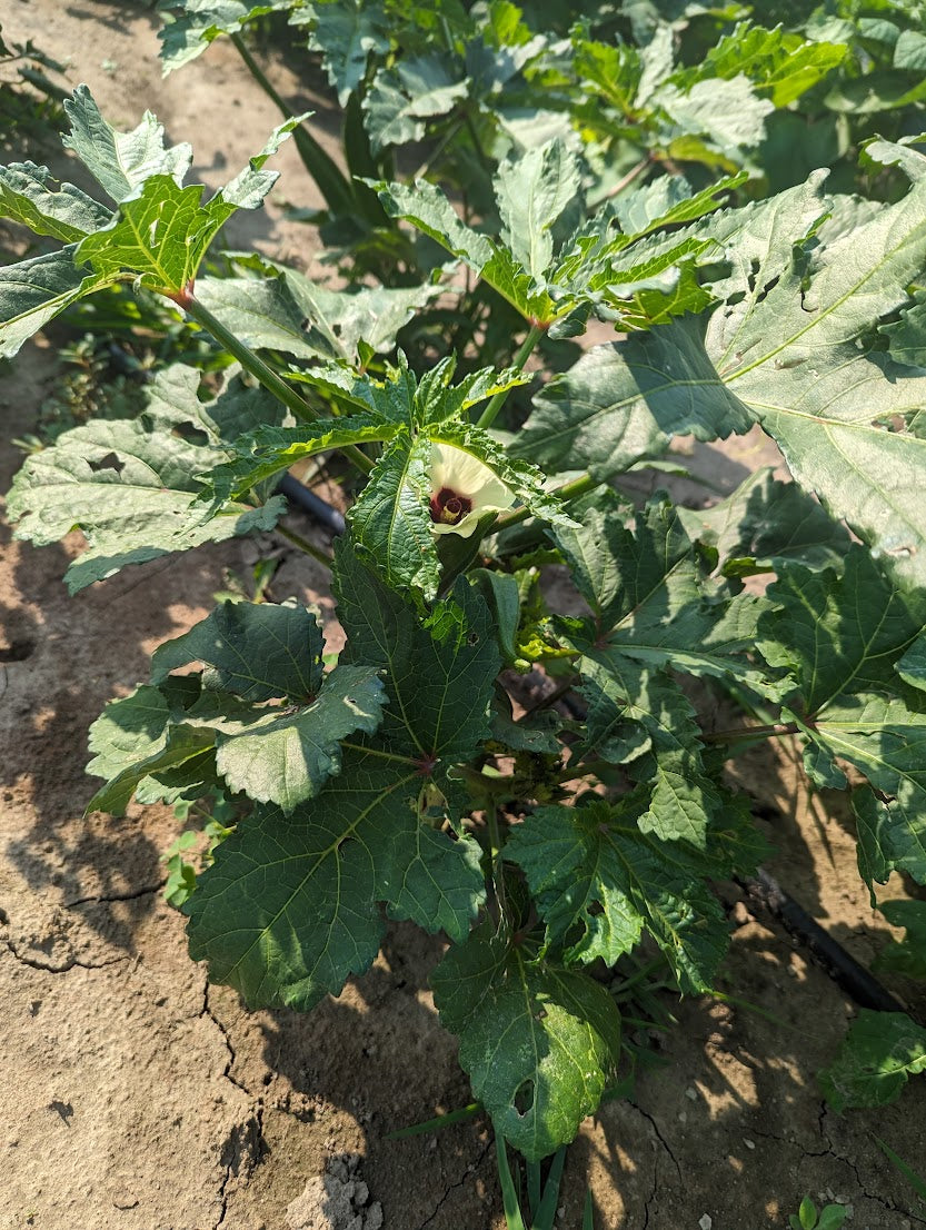 Okra- Annie Oakly OG