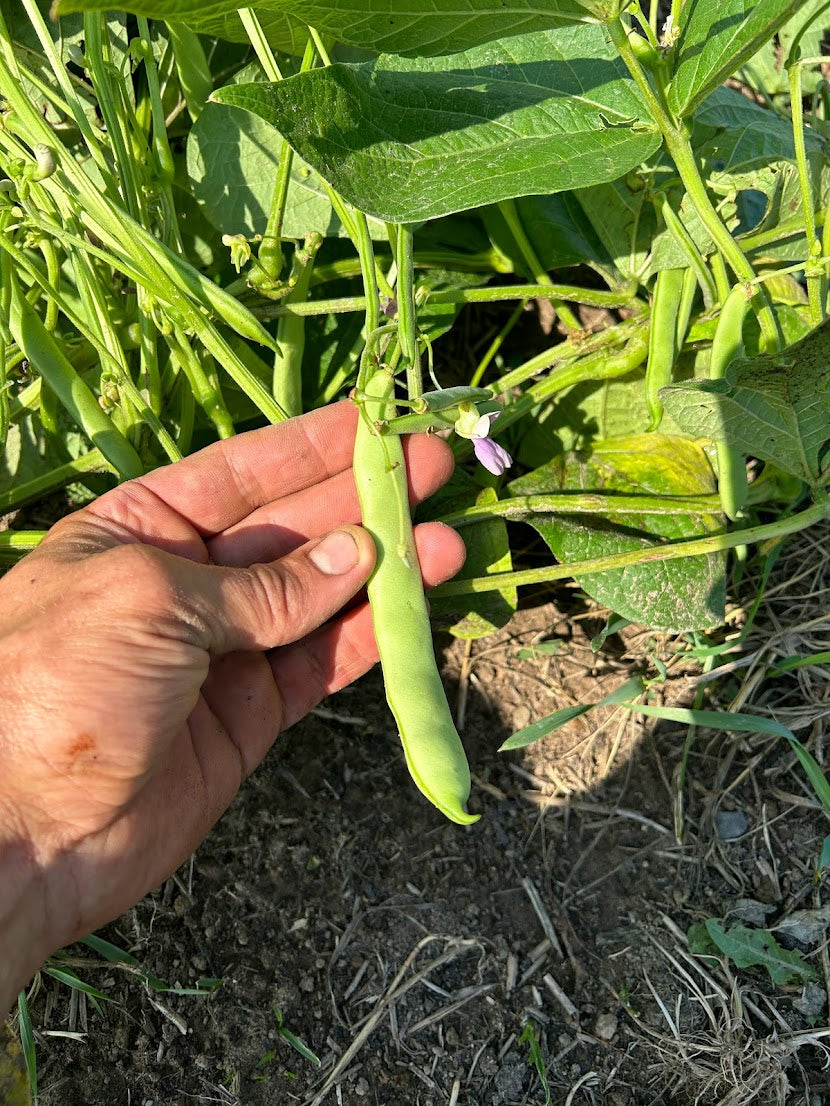 Dry Bean- Black Coco OG