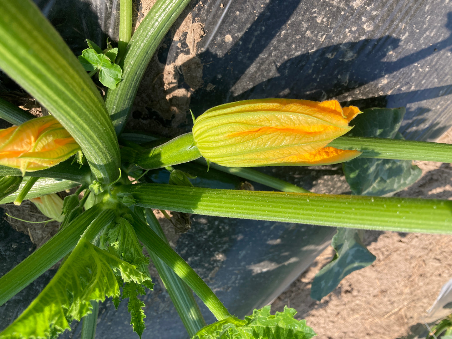 Zucchini: Dark Star