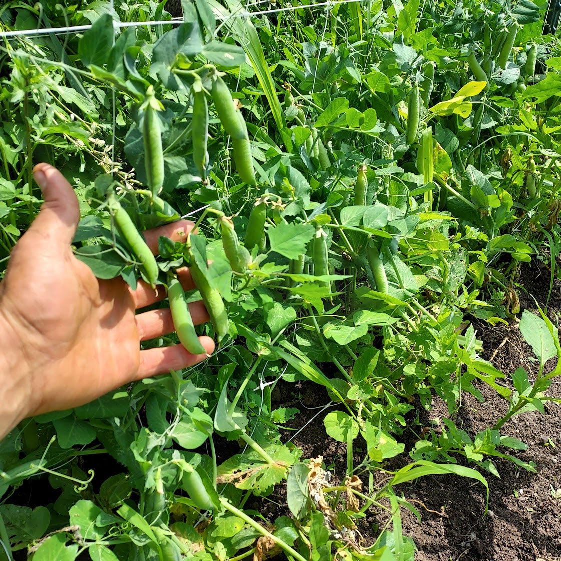 Pea, Shell- Debut 149 OG