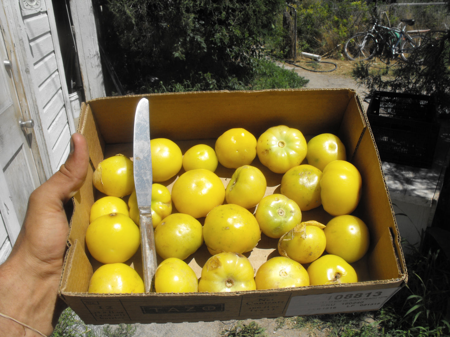 Tomatillo, Dr. Wyches Yellow OG