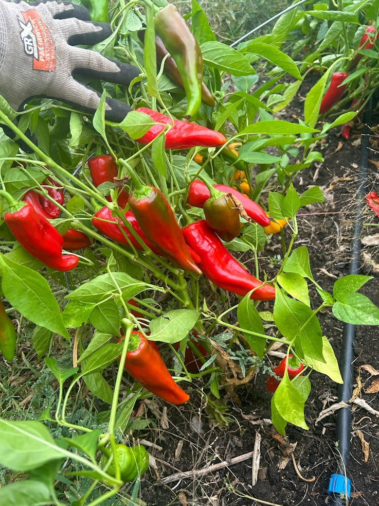 Sweet Pepper, Early Perfect Italian OG