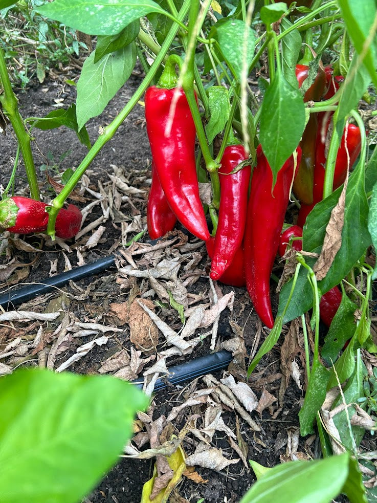Sweet Pepper, Early Perfect Italian OG