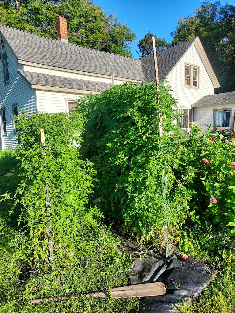 Cherry, Golden Currant