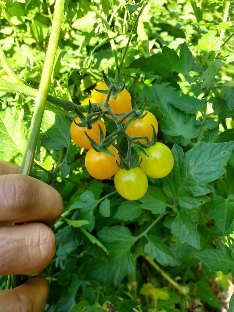 Cherry, Golden Currant
