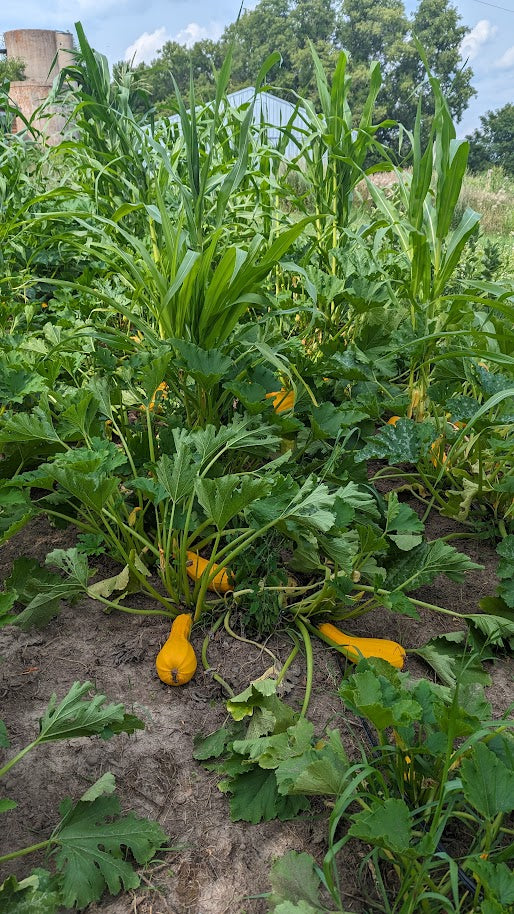 Zucchini- Goldini II