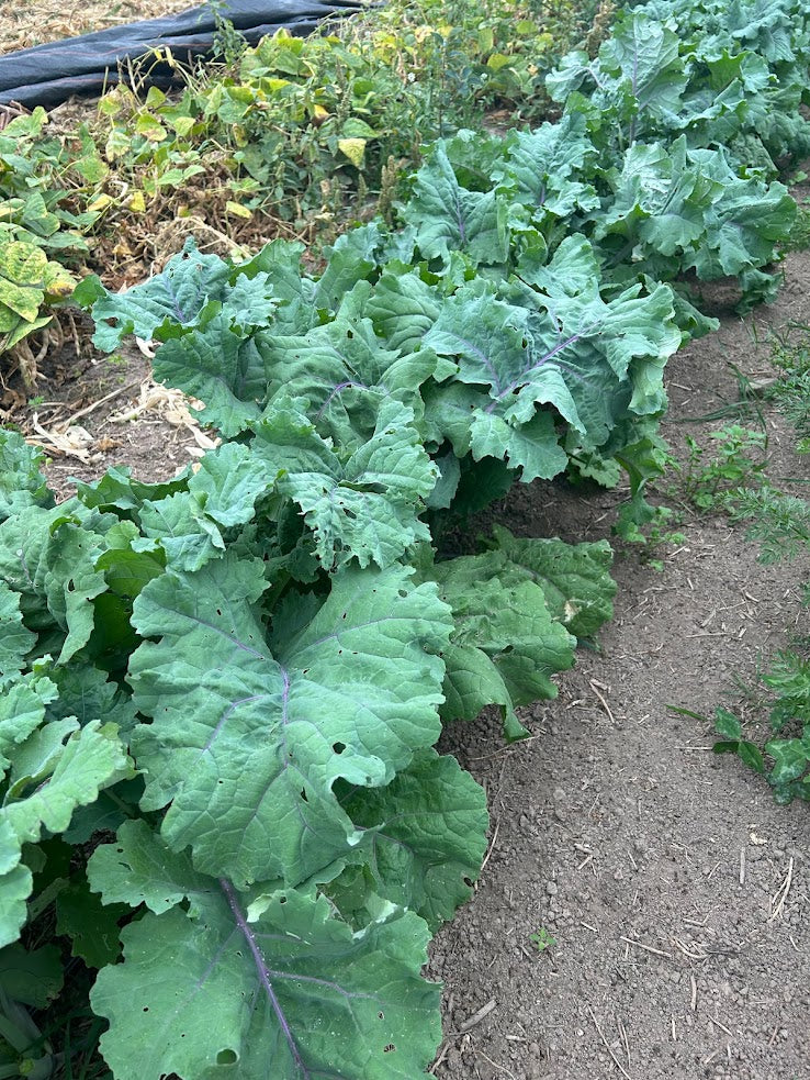 Kale- Blauwe Groninger OG
