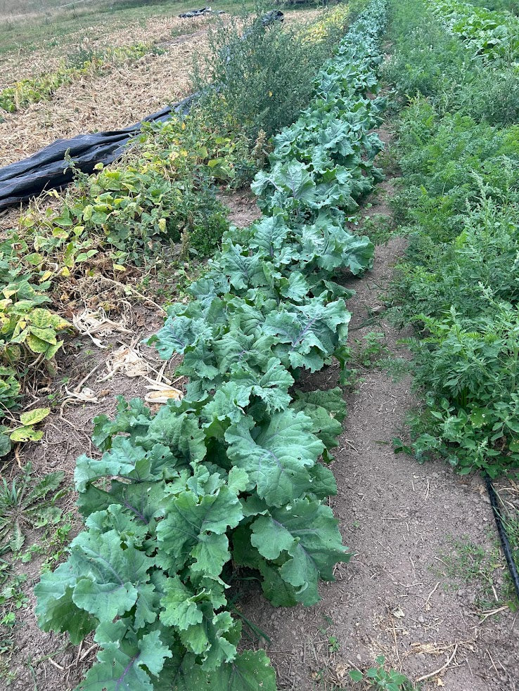 Kale- Blauwe Groninger OG
