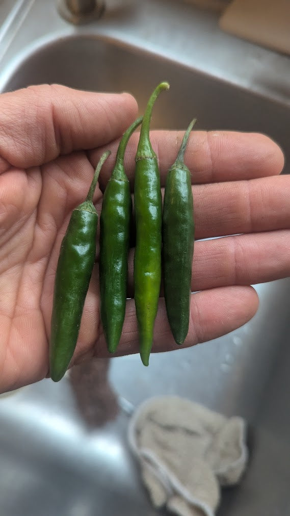 Hot Pepper, Korean Dark Green