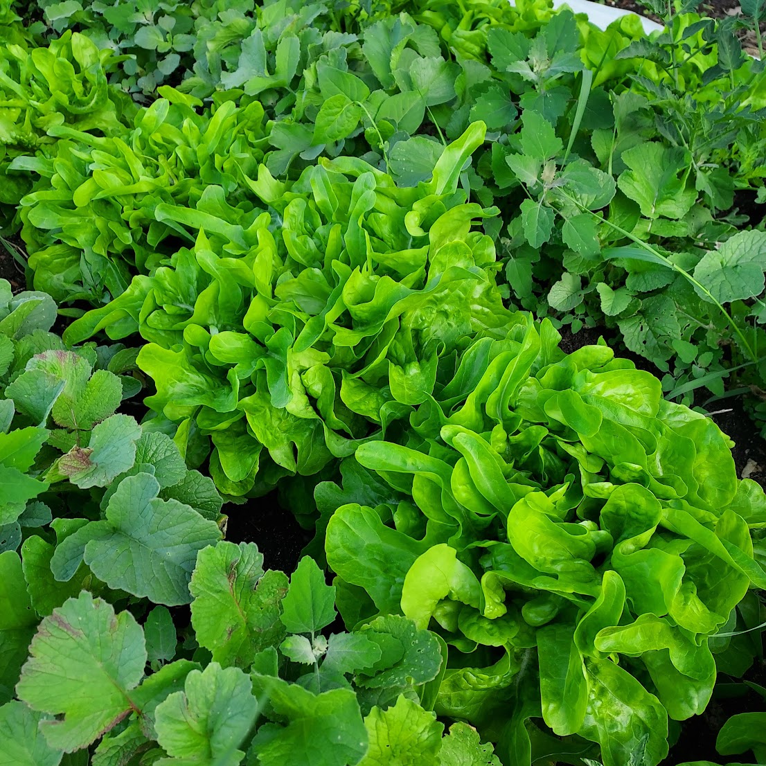 Summertime Large Garden MIX