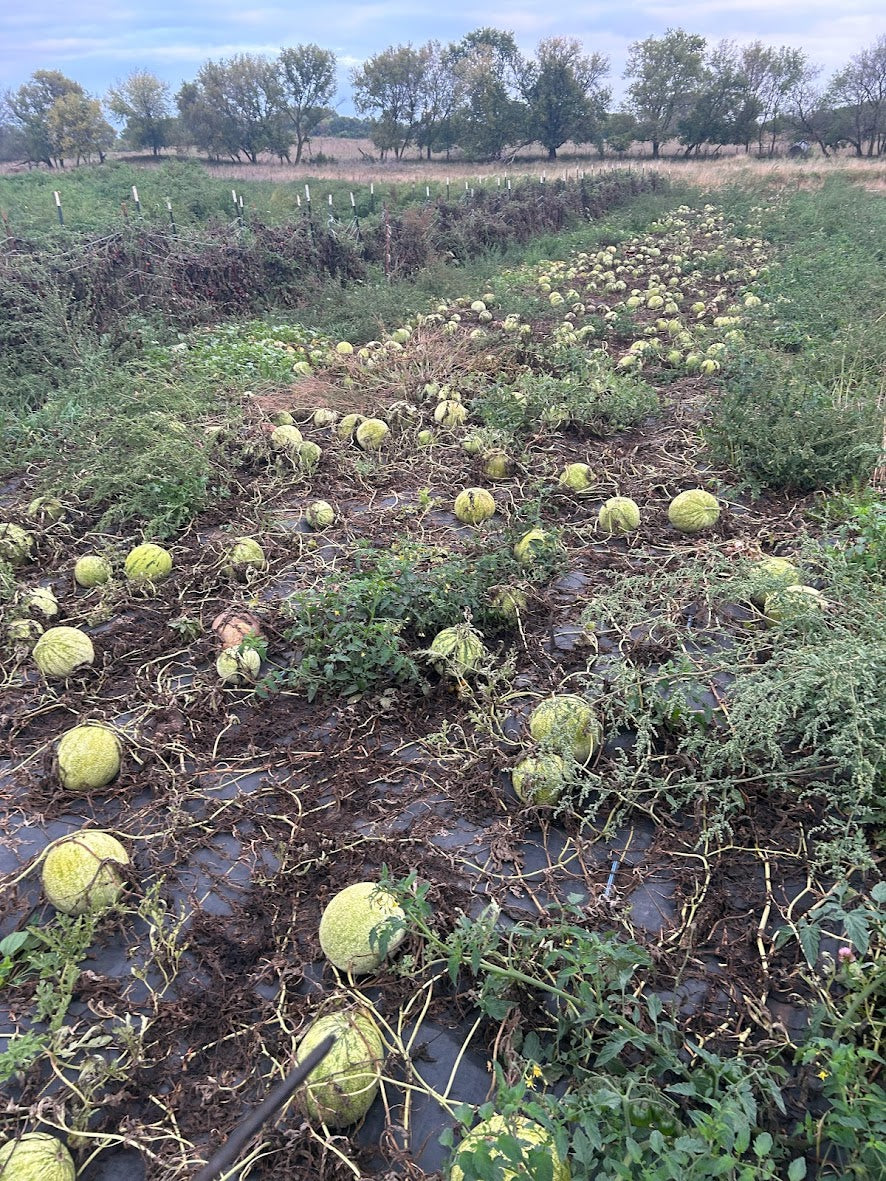 Watermelon- Marney's Marble OG