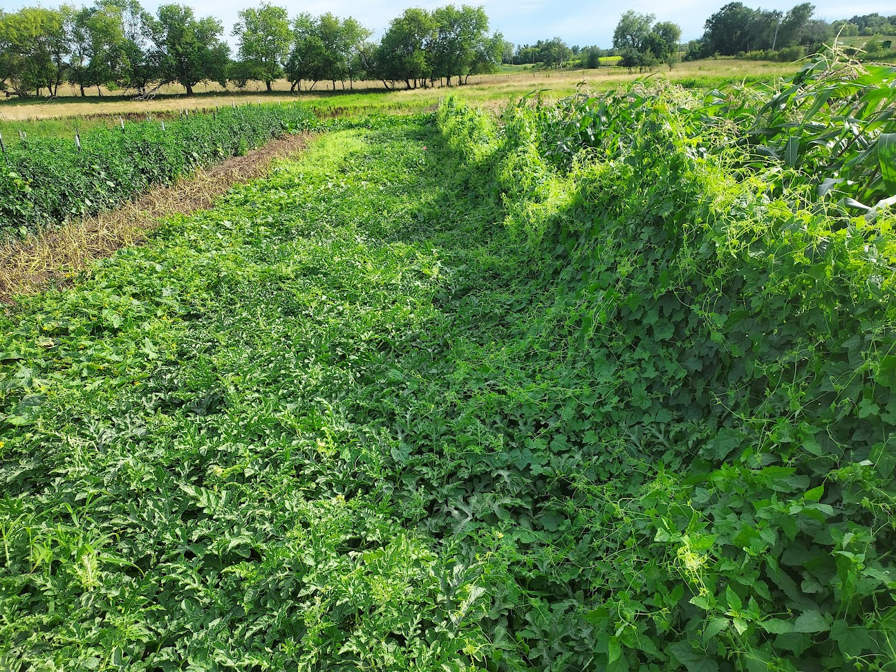 Mexican Sour Gherkin