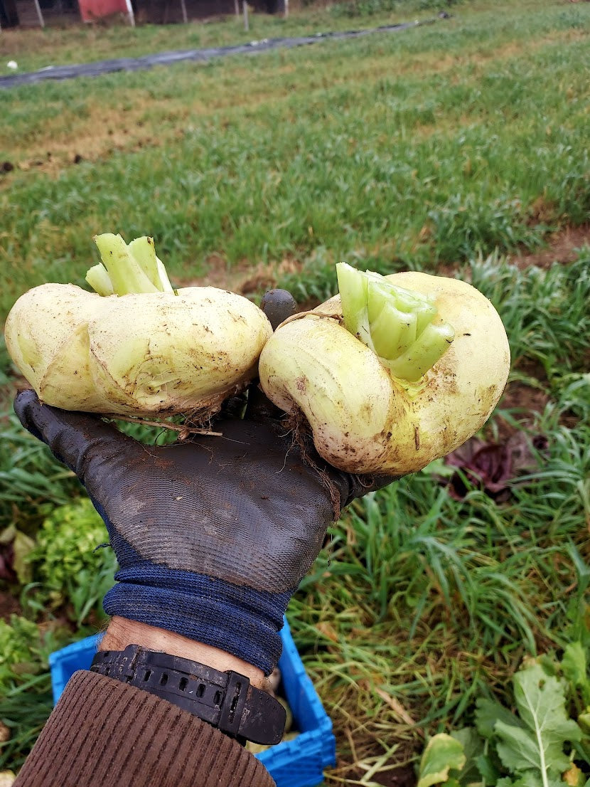 Turnip- Platte Wit Mei OG