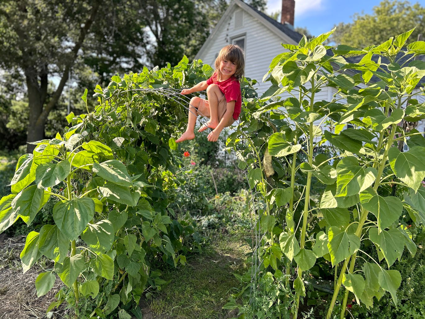 Bean, Pole- Rattlesnake OG