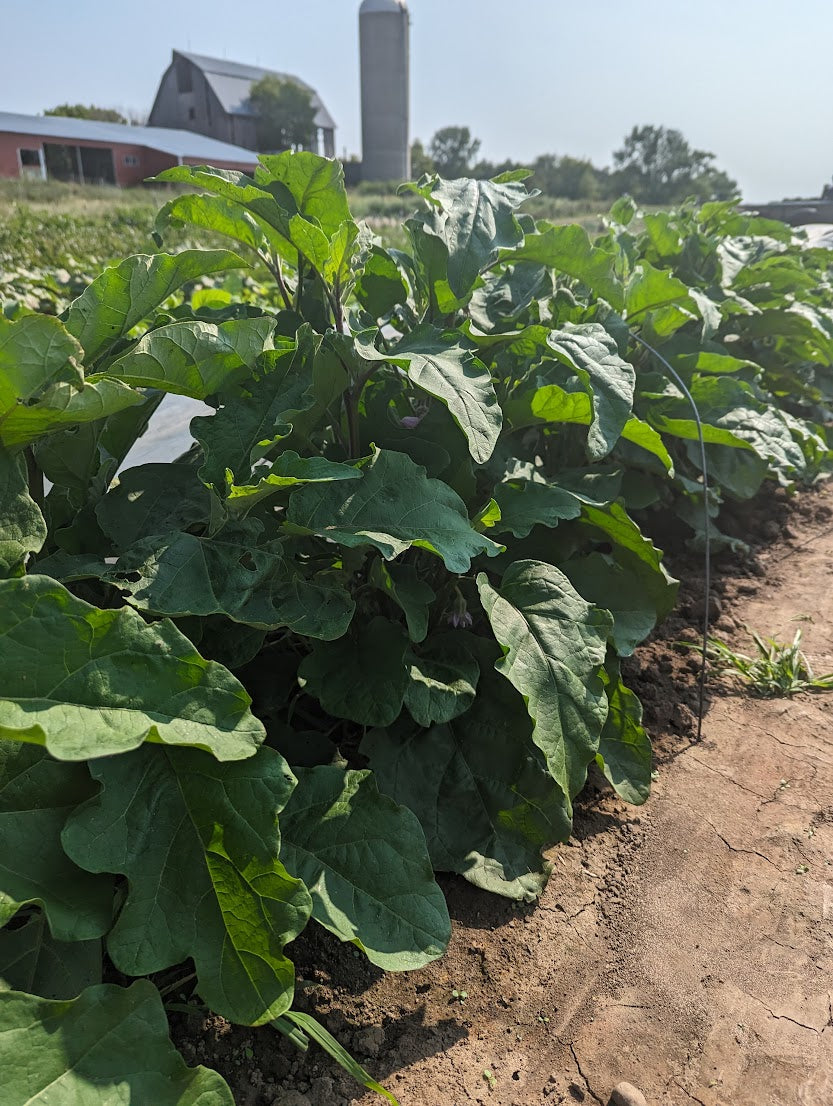 Eggplant- Rosa Bianca OG