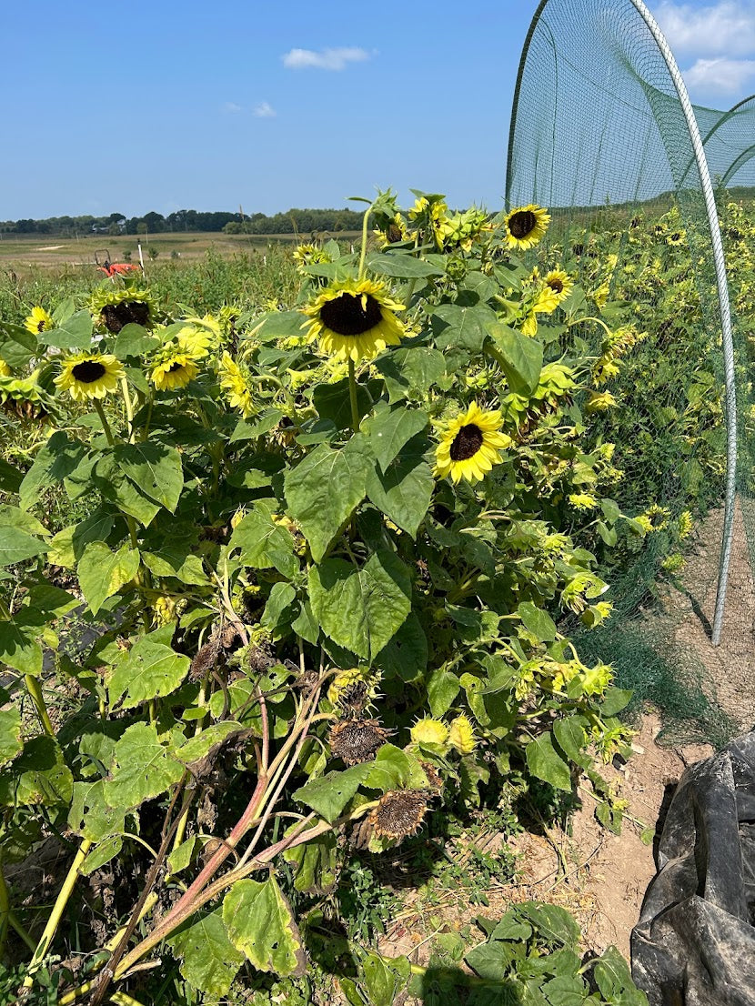 Sunflower- Valentine
