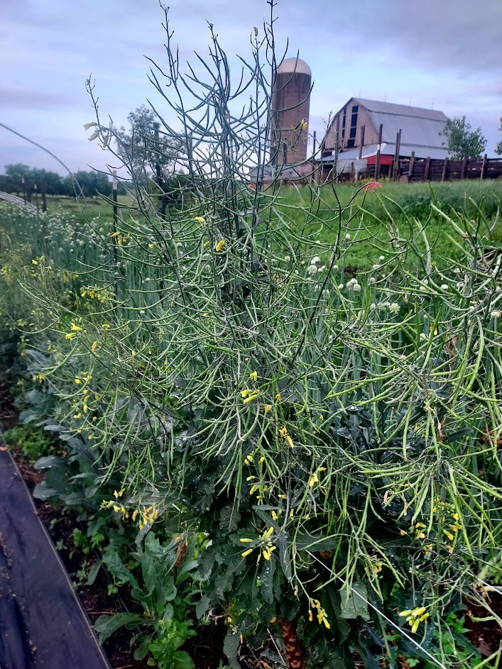 Kale- Dazzling Blue OG