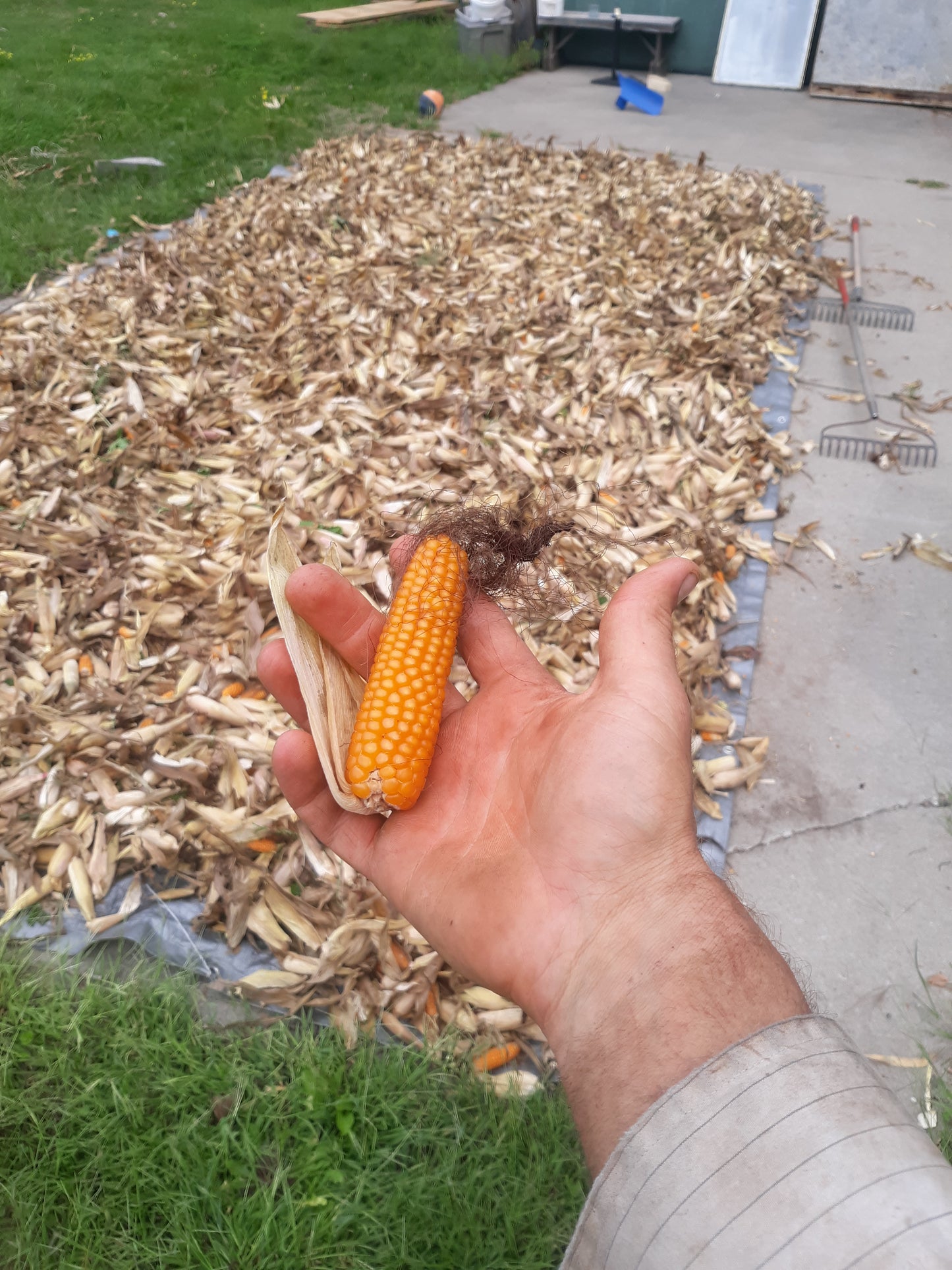 Popcorn- Tom Thumb