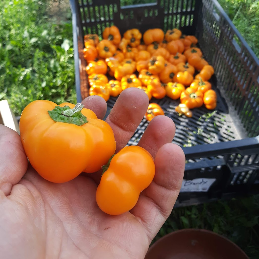 Sweet Pepper, Doe Hill OG