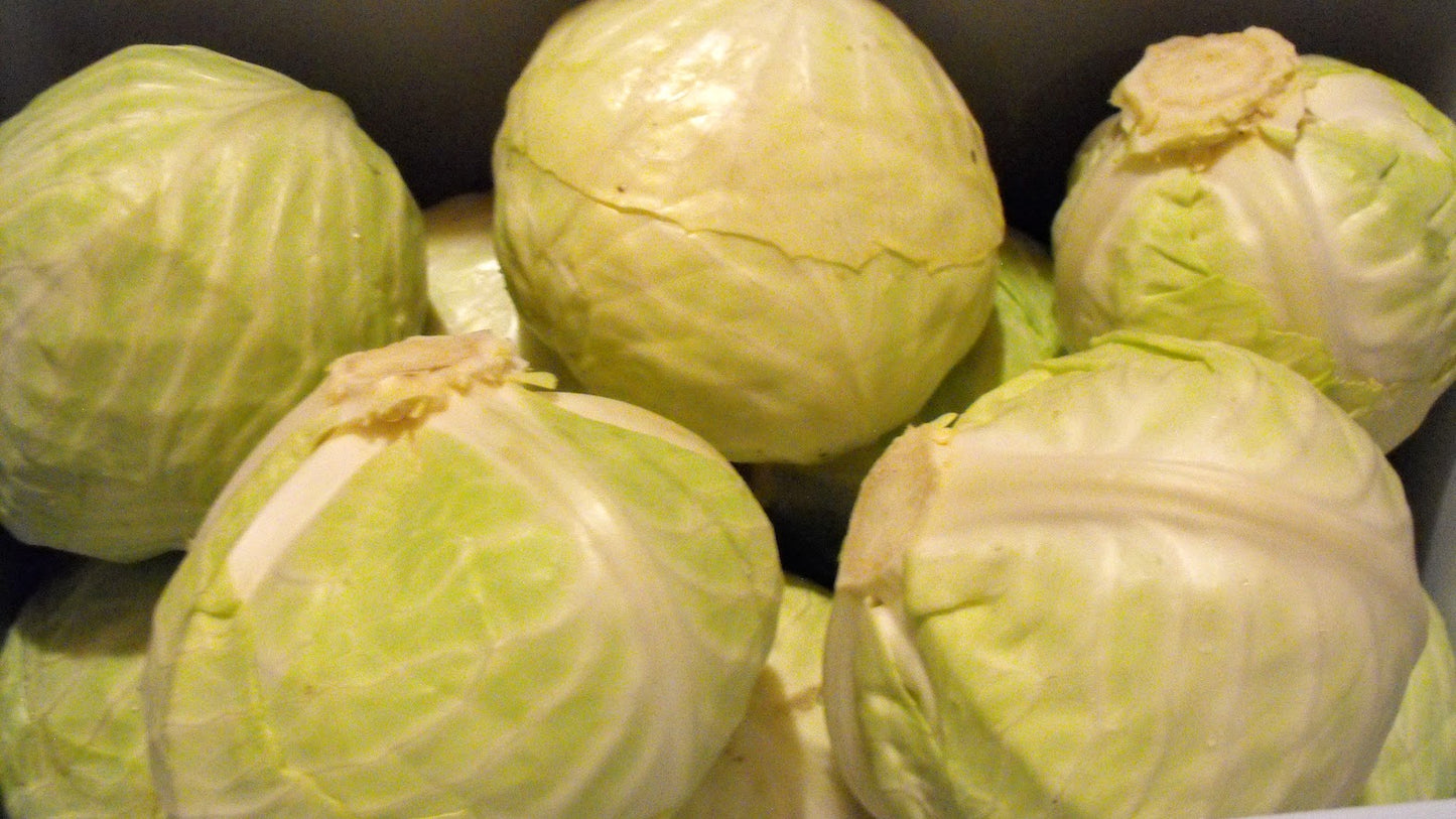 Cabbage- Dottenfielder OG