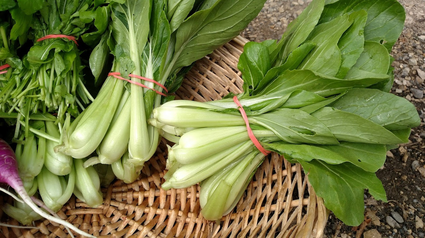 Baby BokChoi- Luck Dragon OG