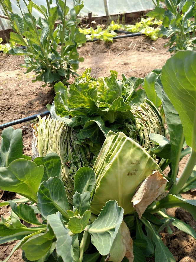 Cabbage- Dottenfielder OG