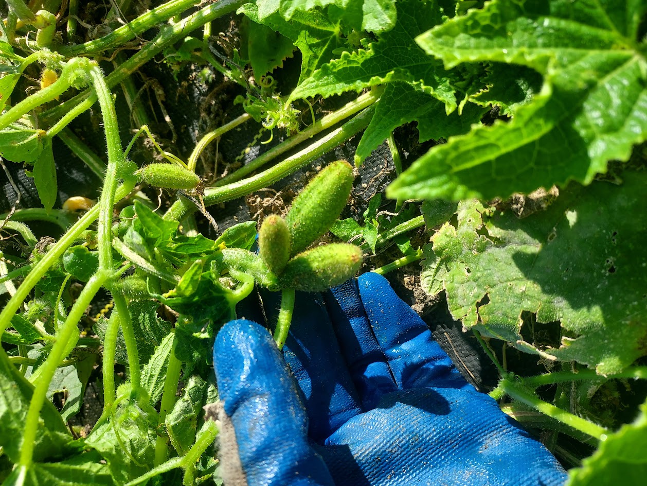 Cucumber, 'VORGEBIRGSTRAUBEN' OG