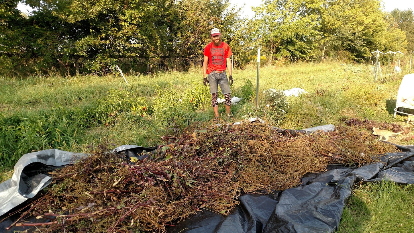 Beet, Red- Robushka OG