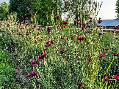 Bachelor Button - Black Ball OG