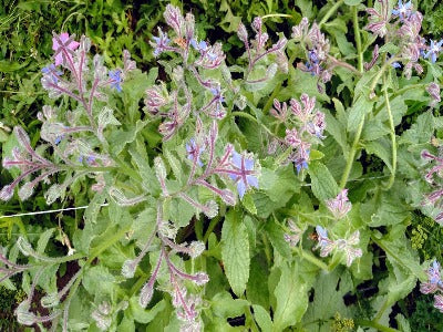 Borage
