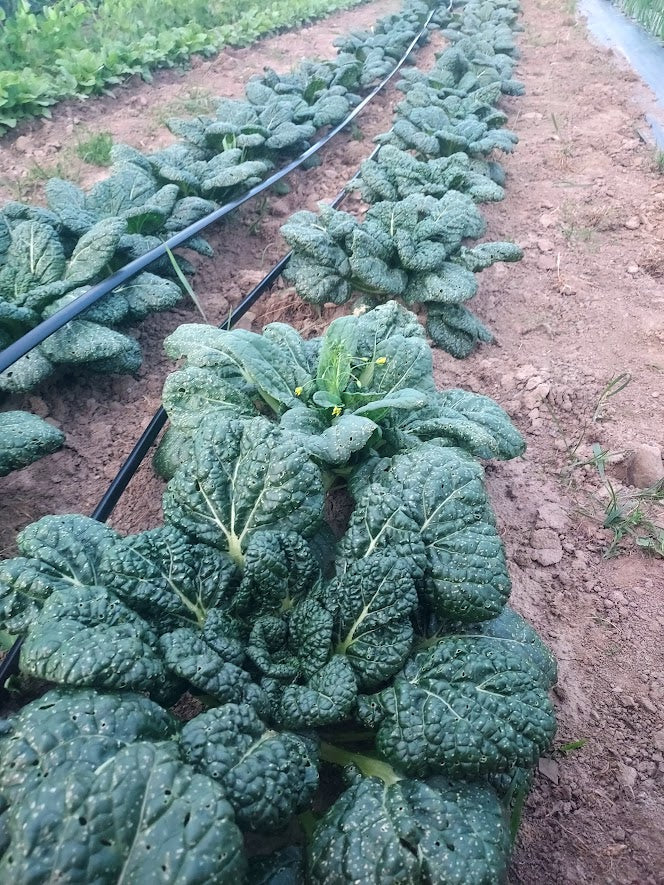 Tatsoi- Chijiisai OG