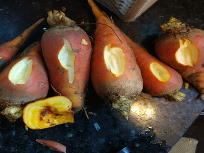 Beet, Gold - Gold Grex