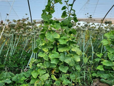 Cucumber- Shintokiwa OG