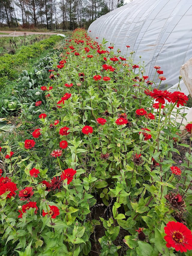 Zinnia, Red Beauty OG