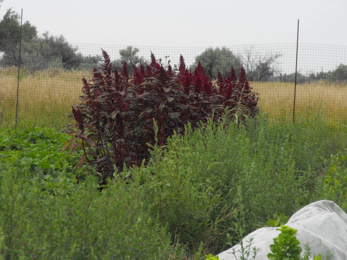 Amaranth - Burgandy