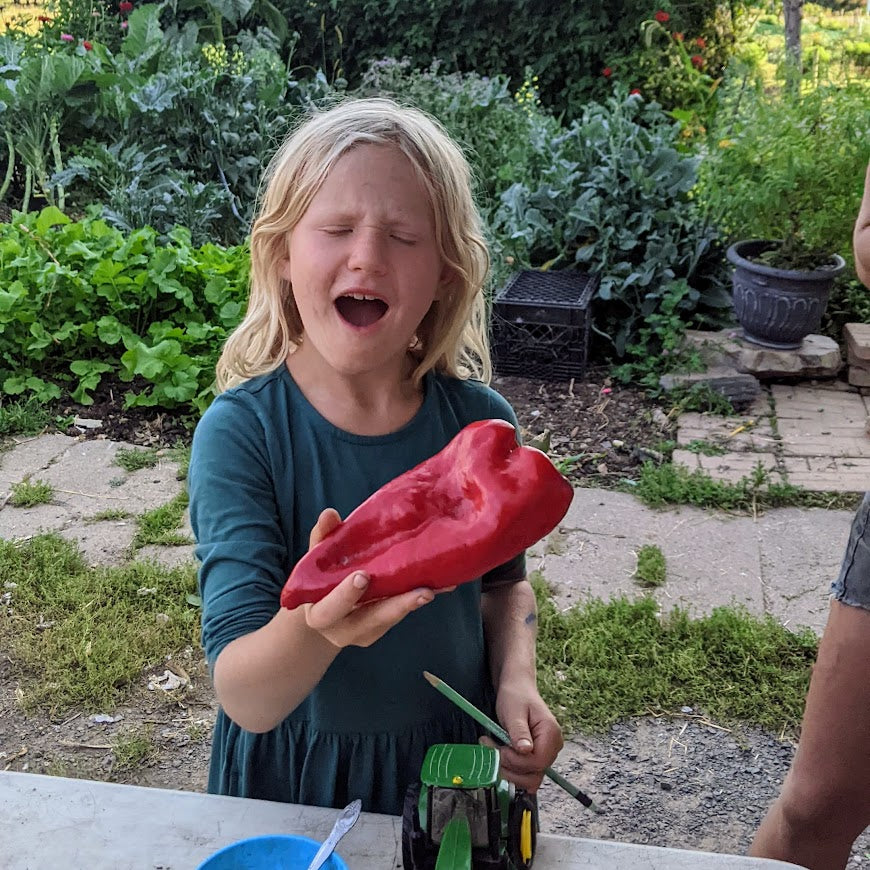 Hot Pepper- Beaver Dam Pepper OG