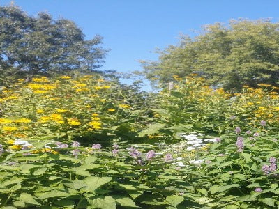 Elecampane, official