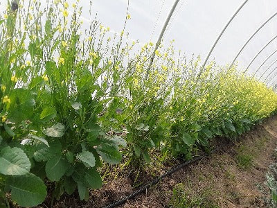 Kale- Ethiopian