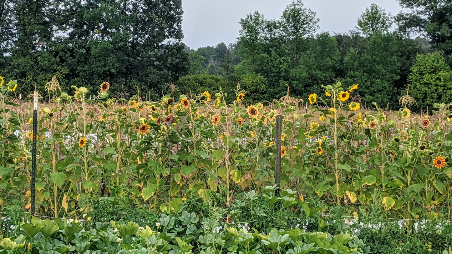 Sunflower - Inca Jewel OG