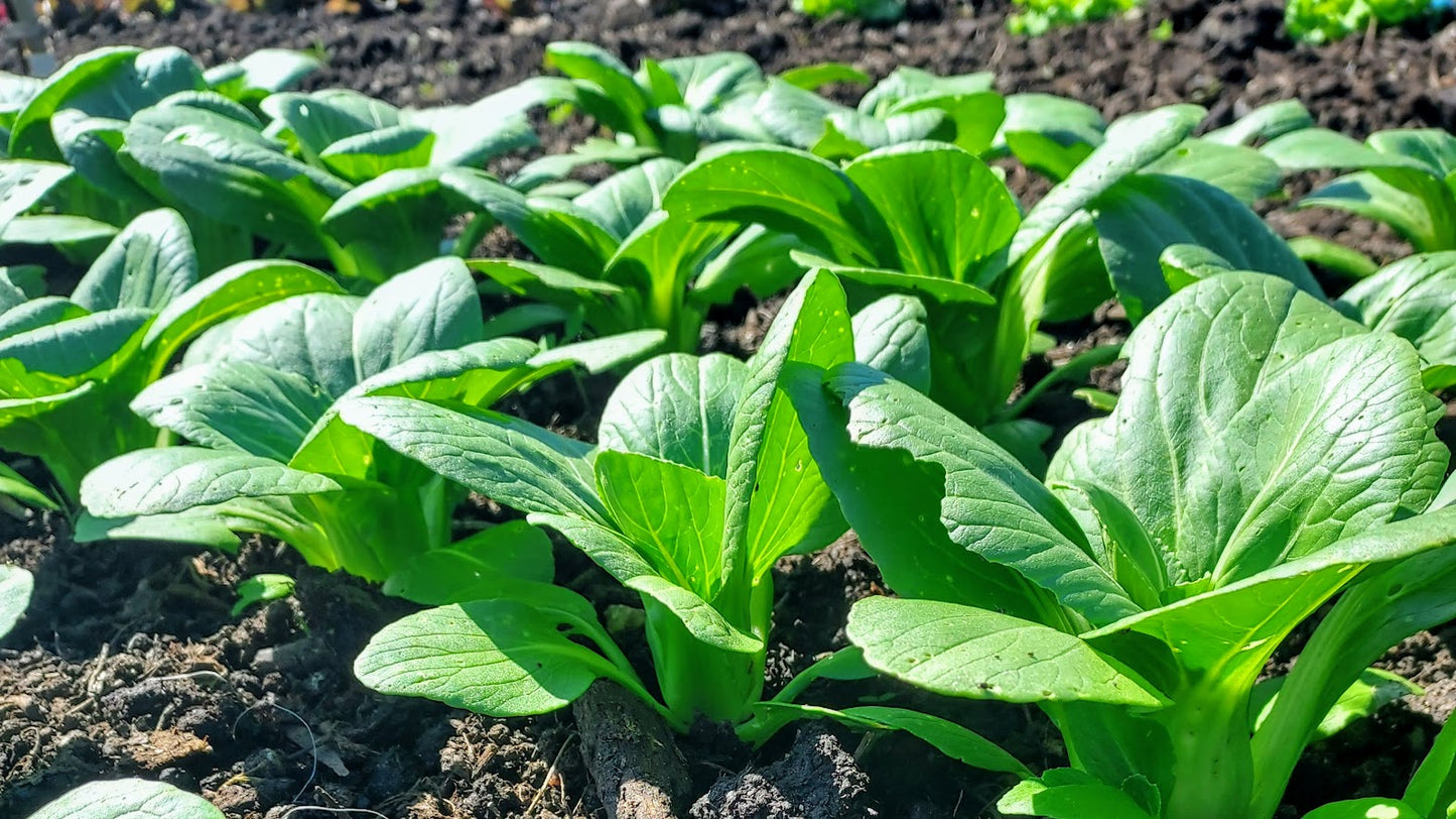 Baby BokChoi- Luck Dragon OG